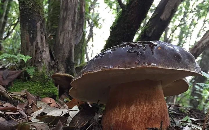 Мицелий белых грибов зерновой первичный с гарантией всхожести - фото № 4