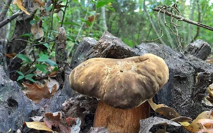 Мицелий белых грибов зерновой первичный с гарантией всхожести - фото № 3