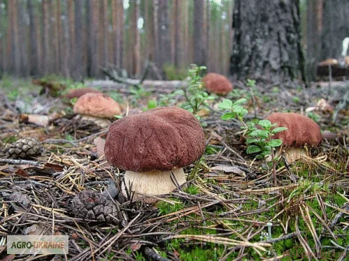 Мицелий белых грибов зерновой первичный с гарантией всхожести - фото № 4