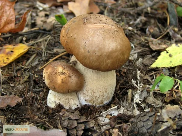 Мицелий белых грибов зерновой первичный с гарантией всхожести - фото № 16