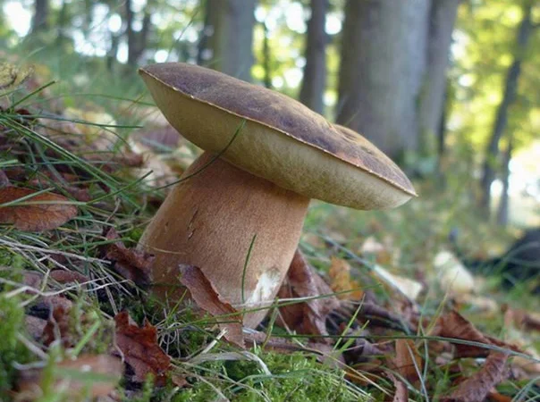 Мицелий белых грибов зерновой первичный с гарантией всхожести - фото № 15