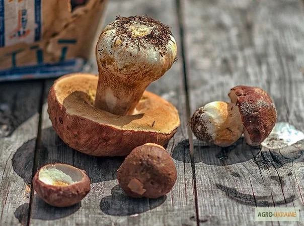 Грибница белого гриба - семена грибов для выращивания на приусадебном участке и помещении - фото № 2