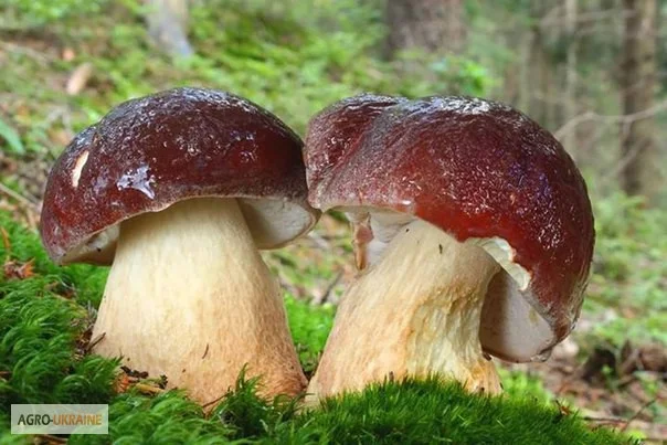 Грибница белого гриба - семена грибов для выращивания на приусадебном участке и помещении - фото № 12