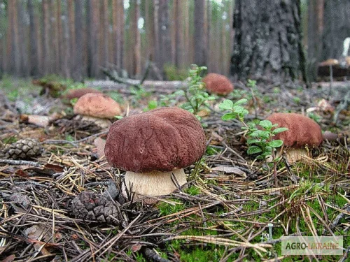 Семена белых грибов для посева на участках - фото № 1