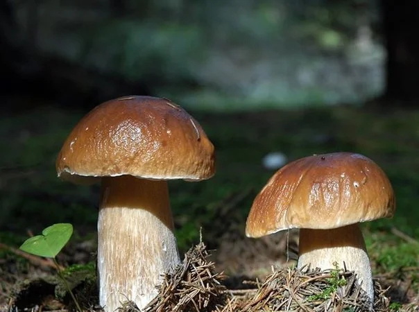 Семена белых грибов для посева на участках,  в помещениях,  в питомниках с гарантией - фото № 6