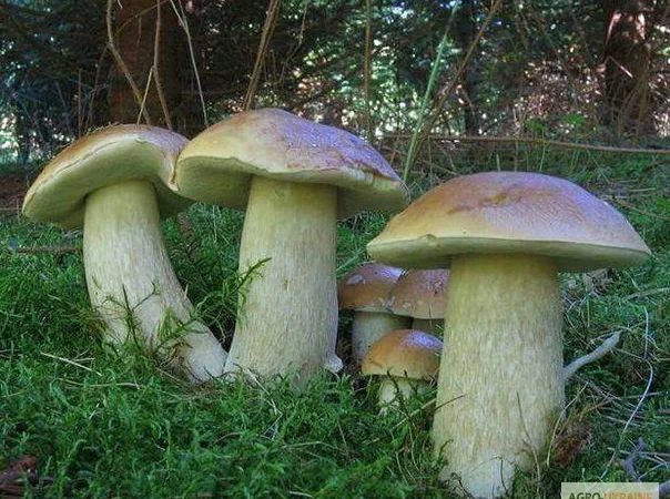 Семена белых грибов для посева на участках,  в помещениях,  в питомниках с гарантией - фото № 7