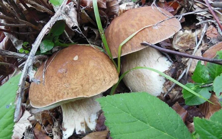 Рассада белых грибов для выращивания грибов под деревьями,  в питомниках,  в помещениях - фото № 2