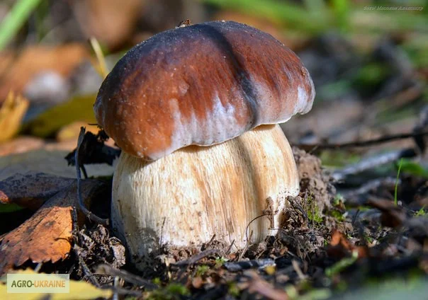 Рассада белых грибов для выращивания грибов под деревьями,  в питомниках,  в помещениях - фото № 3