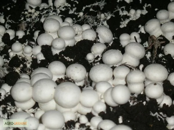 Семена шампиньонов - мицелий шампиньона от надежного производителя, очень сильный - фото № 2