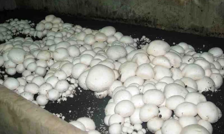 Семена шампиньонов - мицелий шампиньона от надежного производителя, очень сильный - фото № 3