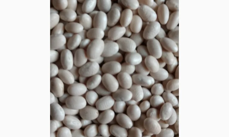 Насіння квасолі - фото № 2