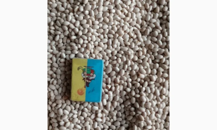 Продамо насінневий матеріал квасолі (фасоль) - фото № 1