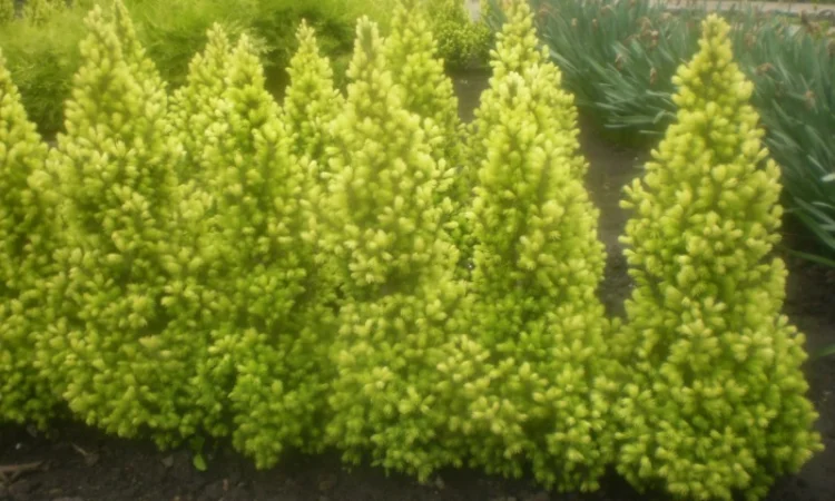 Саженцы карликовой канадской ели Conica - фото № 1