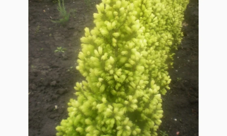 Саженцы карликовой канадской ели Conica - фото № 2