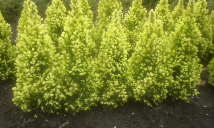 Саженцы карликовой канадской ели Conica - фото № 3