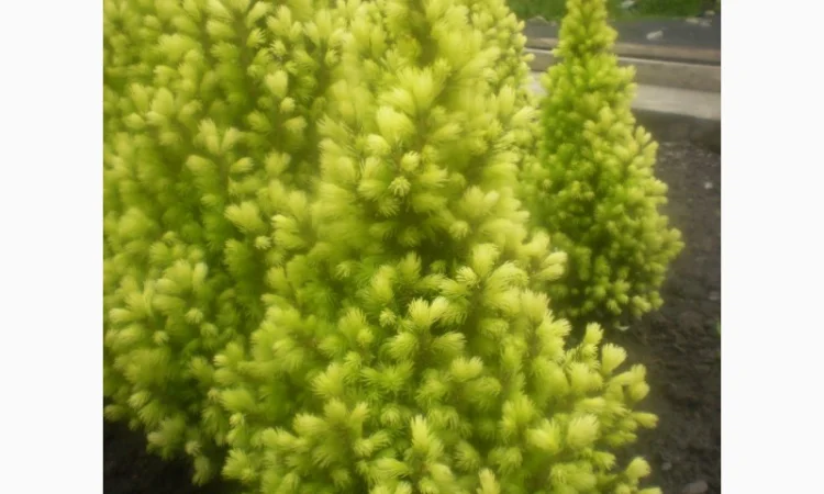 Саженцы карликовой канадской ели Conica - фото № 4