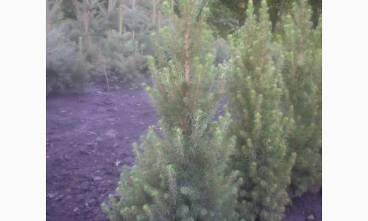 Саженцы карликовой канадской ели Conica - фото № 5