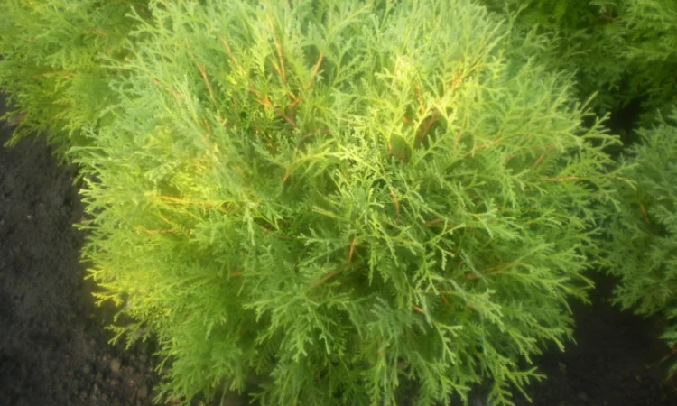 Туя глобоза - фото № 2