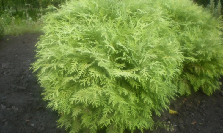 Туя глобоза - фото № 1