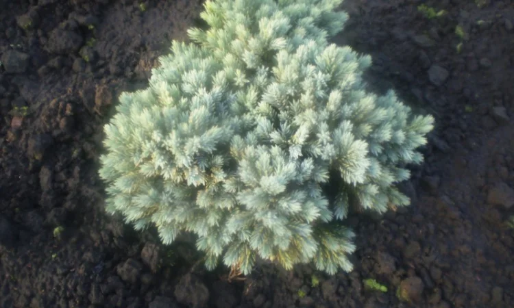 Ялівець Blue Star - фото № 1