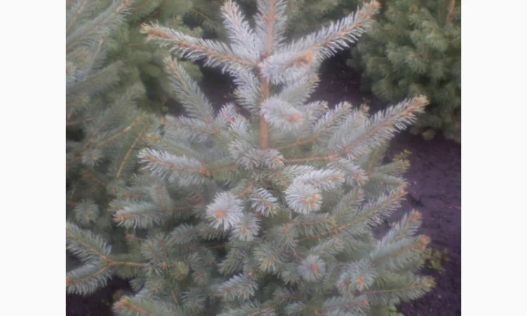Саженцы голубой ели - фото № 1