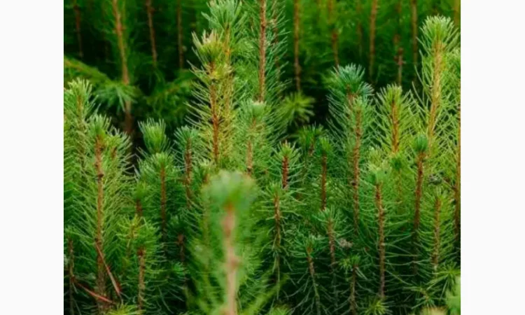 Саженцы европейской ели (смереки) из Карпат ОПТ - фото № 1