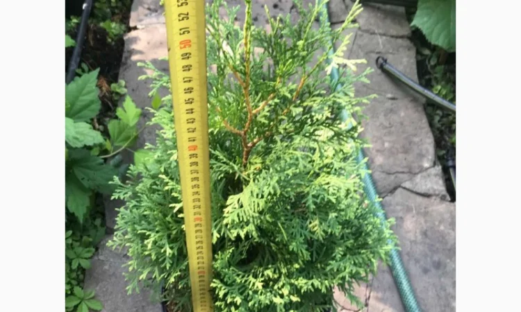 Туя западная Колумна(Thuja occidentalis ‘Columna) – 0, 80 см - фото № 1