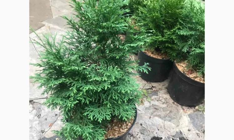 Туя западная "Смарагд" до 70см - фото № 1