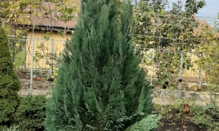 Саженцы кипарисовика Лавсона, до1мета - фото № 1