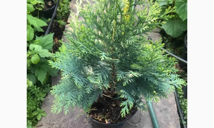 Саженцы кипарисовика Лавсона, до1мета - фото № 2