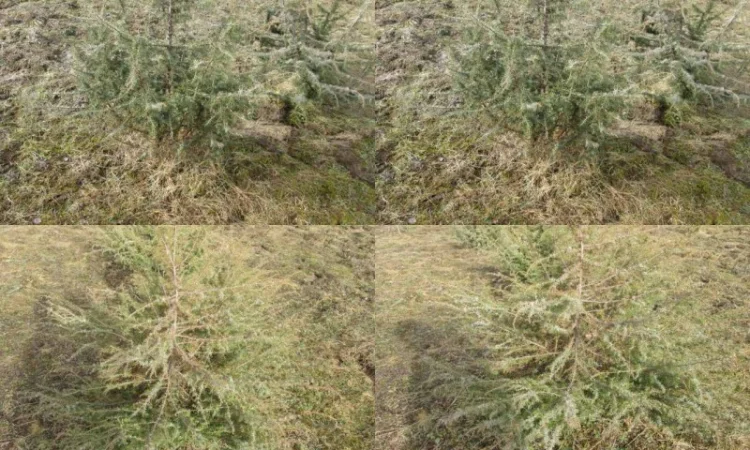 Саженцы можжевельник, Juniperus, Верес, съедобный, куст дерево - фото № 2