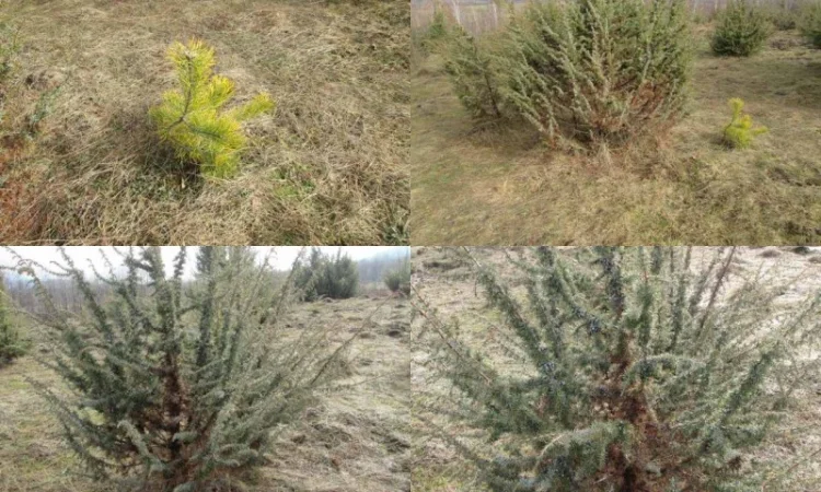 Саженцы можжевельник, Juniperus, Верес, съедобный, куст дерево - фото № 3