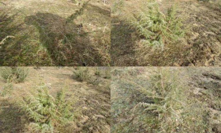 Саженцы можжевельник, Juniperus, Верес, съедобный, куст дерево - фото № 4