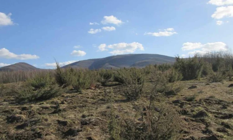 Саженцы можжевельник, Juniperus, Верес, съедобный, куст дерево - фото № 5