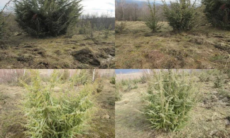 Саженцы можжевельник, Juniperus, Верес, съедобный, куст дерево - фото № 6