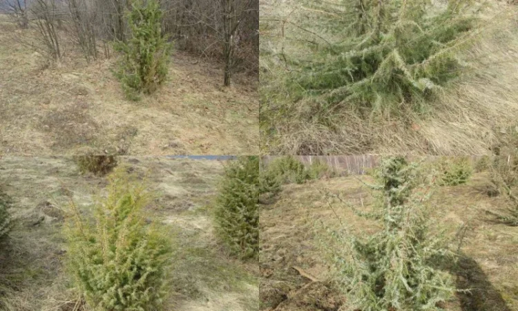 Саженцы можжевельник, Juniperus, Верес, съедобный, куст дерево - фото № 7