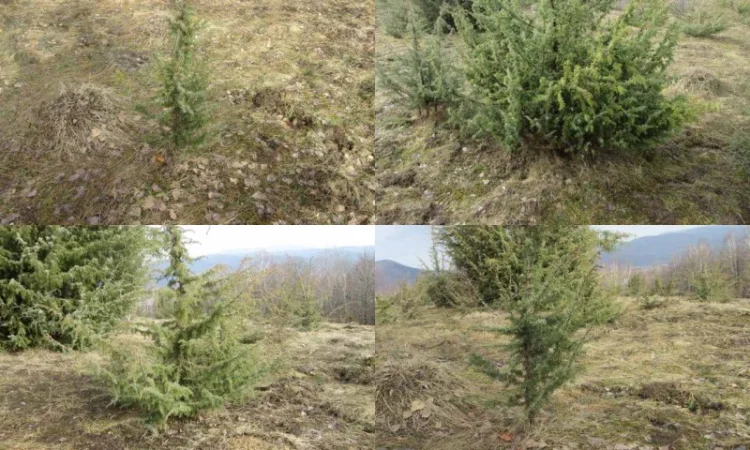 Саженцы можжевельник, Juniperus, Верес, съедобный, куст дерево - фото № 8