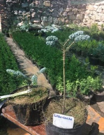 Туя смарагд. Прищеплені рослини Hoopsii, Compacta, Glauca Globosa - фото № 1