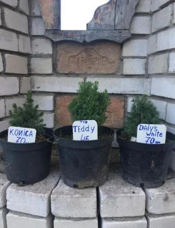 Туя смарагд. Ялинка Nidiformis, Konica - фото № 1