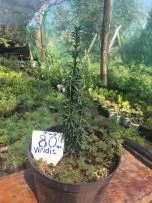 Туя смарагд. Ялинка Nidiformis, Konica - фото № 2