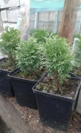 Danica-40грн, Aurea Nana -80грн, True Blue-40грн, Biota-60гр, Hunetorp-80ГРН - фото № 1