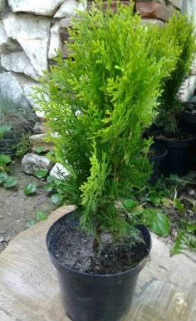 Danica-40грн, Aurea Nana -80грн, True Blue-40грн, Biota-60гр, Hunetorp-80ГРН - фото № 2