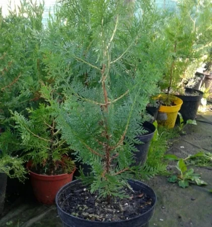 Danica-40грн, Aurea Nana -80грн, True Blue-40грн, Biota-60гр, Hunetorp-80ГРН - фото № 4