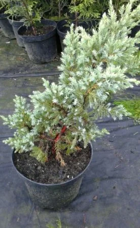 Danica-40грн, Aurea Nana -80грн, True Blue-40грн, Biota-60гр, Hunetorp-80ГРН - фото № 5