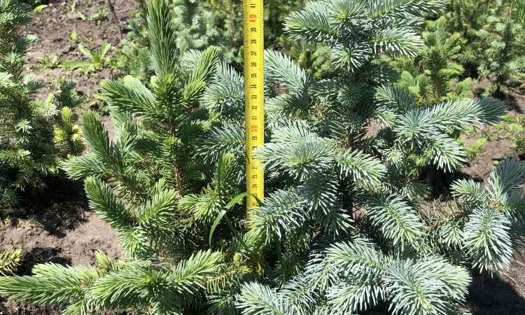 Продается ель колючая голубая - фото № 2