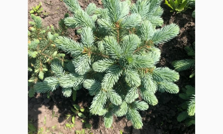 Продам Ель колючая голубая - фото № 2