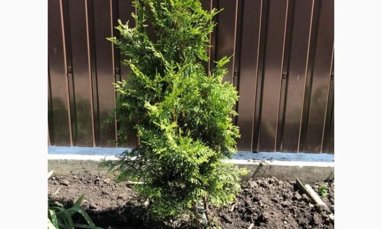 Продам Тую западную смарагд - фото № 1