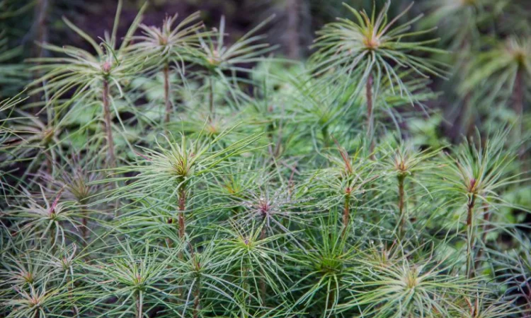 Продам сажанцi ялинки - фото № 1