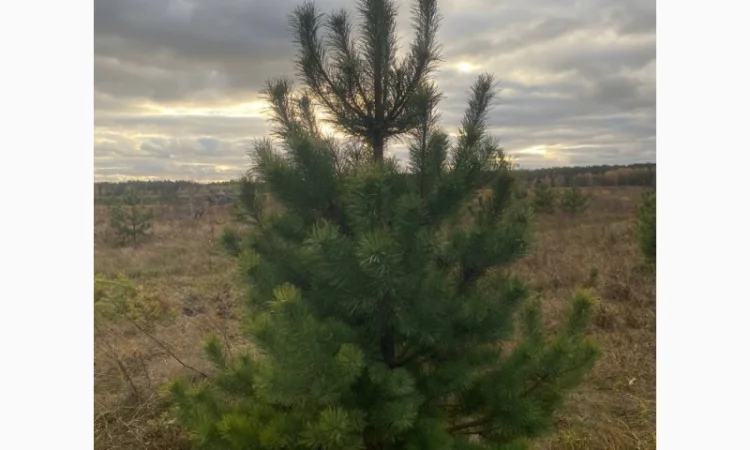 Живые пушистые новогодние сосны - фото № 1