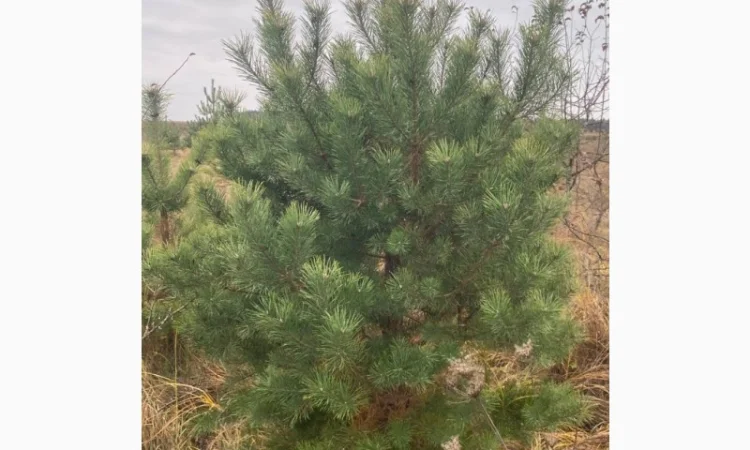 Живые пушистые новогодние сосны - фото № 2